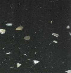 Siyah Midyeli